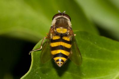  Syrphus vitripennis Meigen, 1822