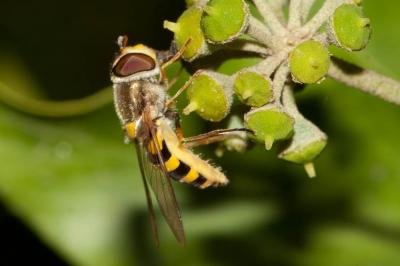  Syrphus vitripennis Meigen, 1822