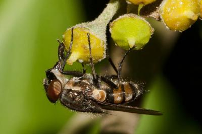 Stomorhina lunata (Fabricius, 1805)