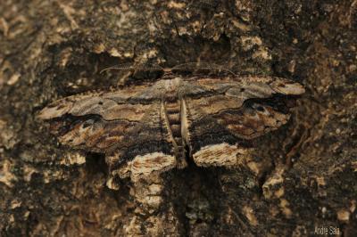 Boarmie pétrifiée (La) Menophra abruptaria (Thunberg, 1792)