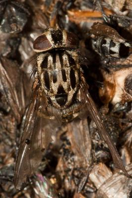  Graphomya maculata (Scopoli, 1763)