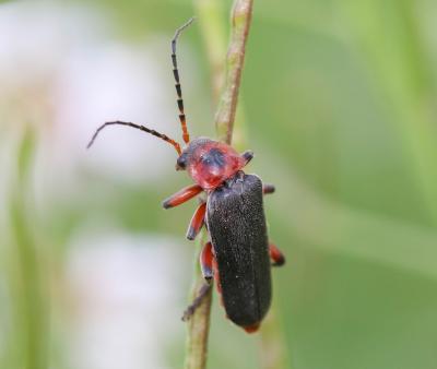 Téléphore moine, Cantharide rustique Cantharis rustica Fallén, 1807