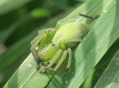  Micrommata ligurinum (C. L. Koch, 1845)