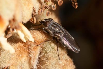  Stomorhina lunata (Fabricius, 1805)