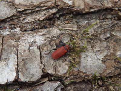  Pyrrhidium sanguineum (Linnaeus, 1758)