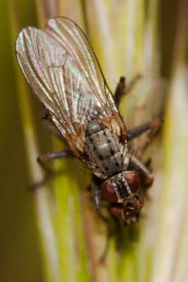  Nanna fasciata (Meigen, 1826)