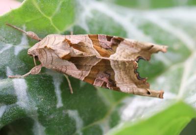 Méticuleuse (La) Phlogophora meticulosa (Linnaeus, 1758)