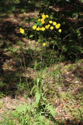 Crépide à feuilles de pissenlit, Barkhausie à feui Crepis vesicaria subsp. taraxacifolia (Thuill.) Thell. ex Schinz & R.Keller, 1914