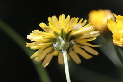 Crépide à feuilles de pissenlit, Barkhausie à feui Crepis vesicaria subsp. taraxacifolia (Thuill.) Thell. ex Schinz & R.Keller, 1914