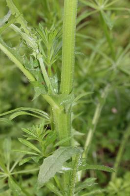 Crépide à feuilles de pissenlit, Barkhausie à feui Crepis vesicaria subsp. taraxacifolia (Thuill.) Thell. ex Schinz & R.Keller, 1914
