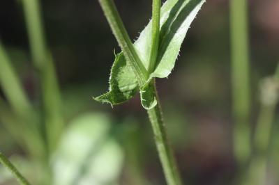 Crépide à feuilles de pissenlit, Barkhausie à feui Crepis vesicaria subsp. taraxacifolia (Thuill.) Thell. ex Schinz & R.Keller, 1914