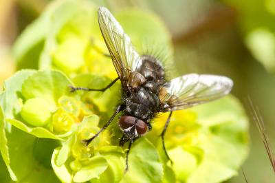  Macquartia 