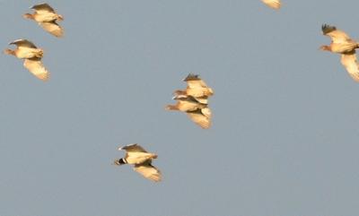 Outarde canepetière Tetrax tetrax (Linnaeus, 1758)