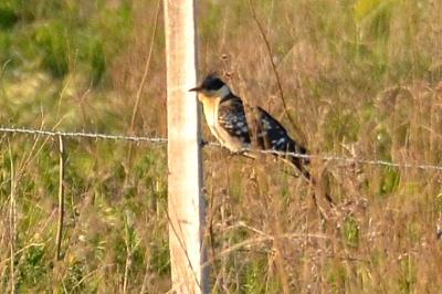 Coucou geai Clamator glandarius (Linnaeus, 1758)