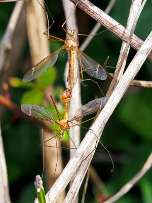 Tipula bezzii Mannheims & Theowald, 1959
