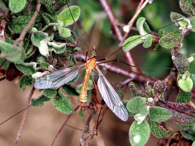  Tipula bezzii Mannheims & Theowald, 1959