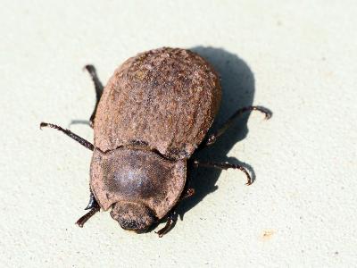  Asida Latreille, 1802