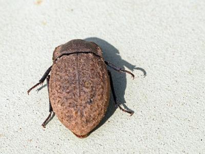  Asida Latreille, 1802