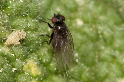  Agromyzidae Fallén, 1810