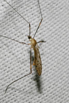  Symplecta stictica (Meigen, 1818)