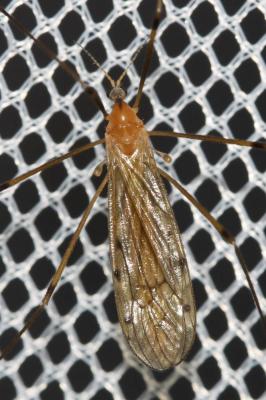  Limonia phragmitidis (Schrank, 1781)