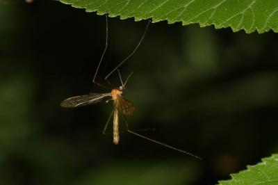  Limonia phragmitidis (Schrank, 1781)