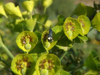  Adela reaumurella (Linnaeus, 1758)