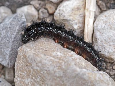 Paon-du-jour (Le), Paon de jour (Le), Oeil -de-Pao Aglais io (Linnaeus, 1758)