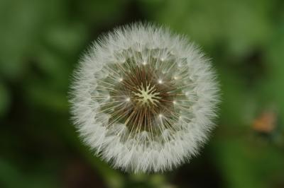  Taraxacum F.H.Wigg., 1780