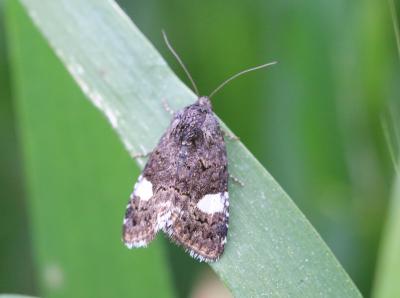 Noctuelle en deuil (La) Tyta luctuosa (Denis & Schiffermüller, 1775)