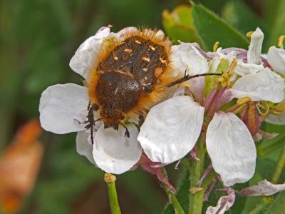  Tropinota hirta (Poda, 1761)