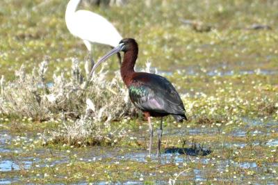 Ibis falcinelle Plegadis falcinellus (Linnaeus, 1766)