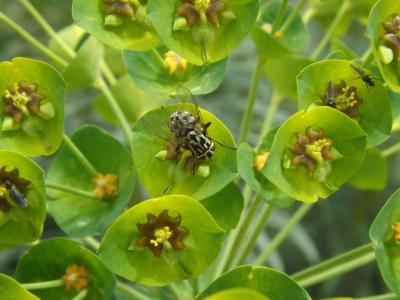  Graphomya maculata (Scopoli, 1763)