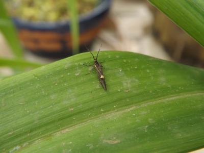  Esperia sulphurella (Fabricius, 1775)