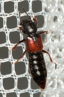  Bledius furcatus (Olivier, 1811)