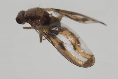  Toxoneura muliebris (Harris, 1780)