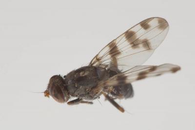  Ceroxys hortulana (Rossi, 1790)