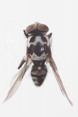  Limnophora Robineau-Desvoidy, 1830