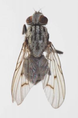  Phaonia laeta (Fallén, 1823)