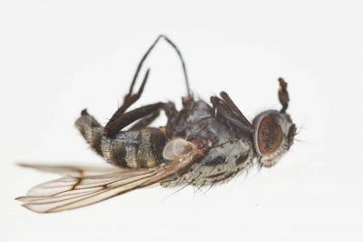  Phaonia laeta (Fallén, 1823)