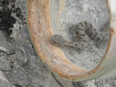 Vipère aspic Vipera aspis (Linnaeus, 1758)
