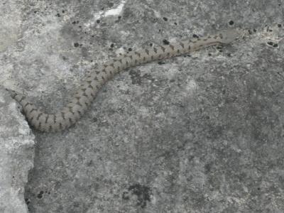 Vipère aspic Vipera aspis (Linnaeus, 1758)