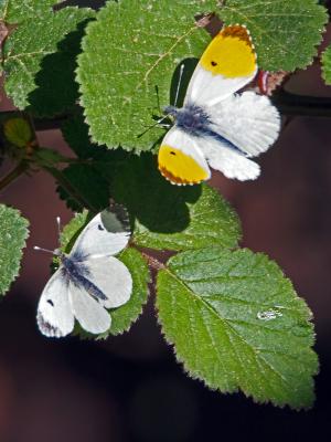 Aurore (L') Anthocharis cardamines (Linnaeus, 1758)