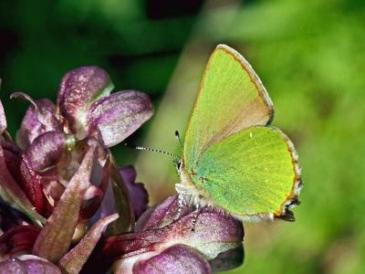Thécla de la Ronce (La), Argus vert (L') Callophrys rubi (Linnaeus, 1758)