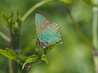 Thécla de la Ronce (La), Argus vert (L') Callophrys rubi (Linnaeus, 1758)
