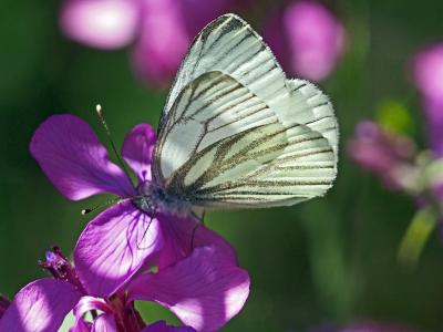 Piéride du Navet (La), Papillon blanc veiné de ver Pieris napi (Linnaeus, 1758)