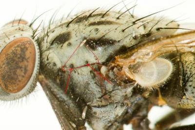  Phaonia laeta (Fallén, 1823)