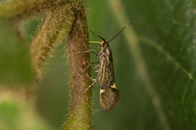  Esperia sulphurella (Fabricius, 1775)