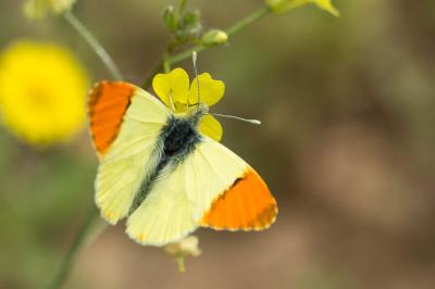 Aurore de Provence (L') Anthocharis euphenoides Staudinger, 1869