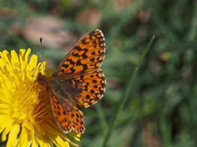 Petite Violette (La), Nacré violet (Le) Boloria dia (Linnaeus, 1767)